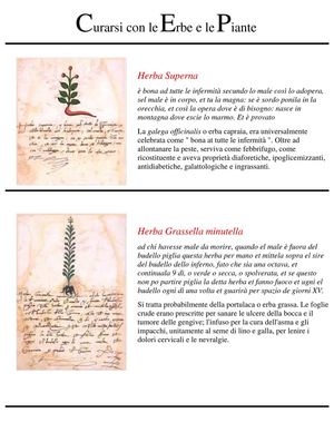 erbe_curarsi con le erbe