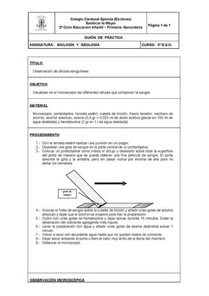 Observación de células sanguíneas