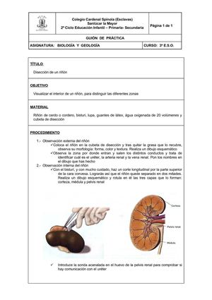 Disección de un riñón