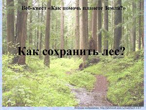 Как спасти лес?
