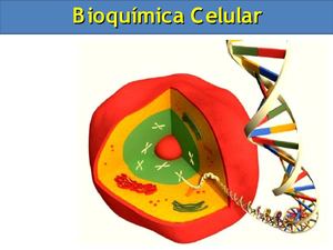Aula de Bioquímica Celular