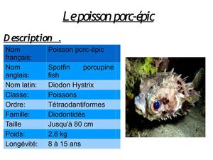 le poisson porc-épic Dylan Baptiste 5eme A gr1 