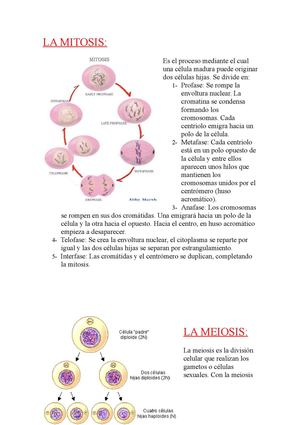 La división celular