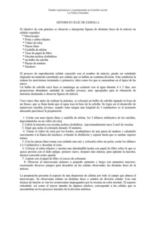 mitosis en cebolla