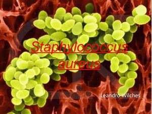 STAPHILOCOCCUS AUREUS