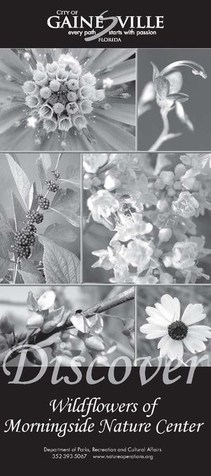 Discover the Wildflowers of Morningside Nature Center