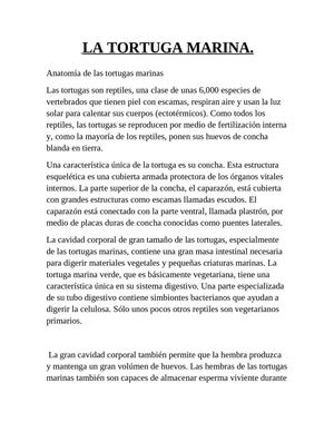 Anatomia de la tortuga