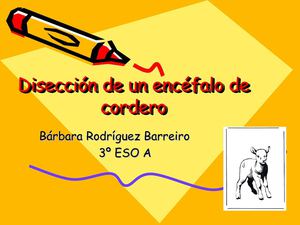 diseccion encefalo de cordero barbara rodriguez barreiro