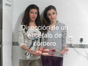 Disección de encéfalo de cordero Maria Aurora Grandury González