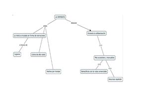 MAPA CONCEPTUAL