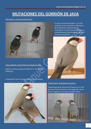 Mutaciones del Gorrión de Java