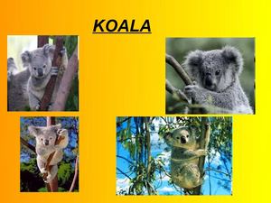 KOALA