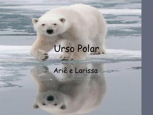 Urso Polar