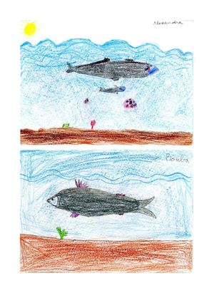 Els peixos més bonics