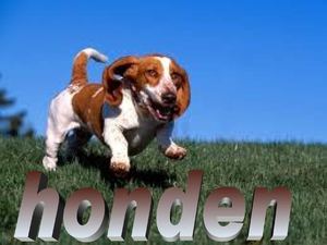 Honden