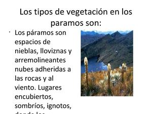 Los tipos de vegetación en los paramos son