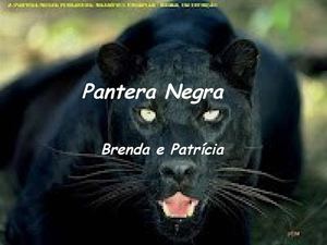 Pantera Negra