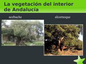 La vegetación del interior de Andalucía