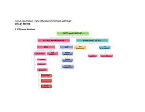 Guia repaso Anatomia SNC