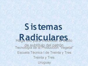 2BC Sistemas Radiculares (2012)