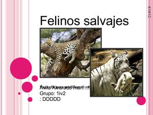 Felinos salvajes