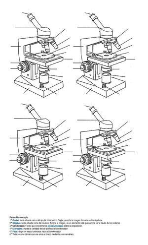 MICROSCOPIO