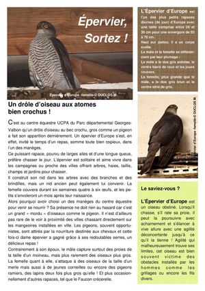Epervier, sortez !