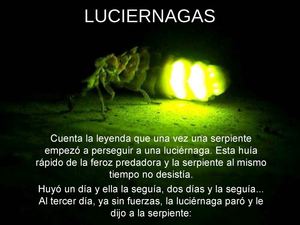 Luci_rnag._