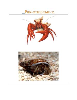 Рак-отшельник.