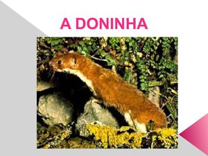 A Doninha