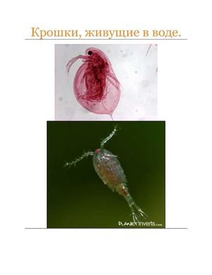 Крошки живущие в воде.