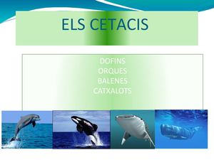 ELS CETACIS
