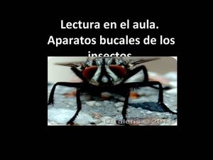 aparatos bucales de los insectos