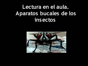 la boca de los insectos