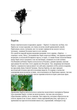 силуэт берёзы Альтаир