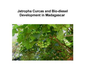 Jatropha Curcas and Bio-diesel Development in Madagascar