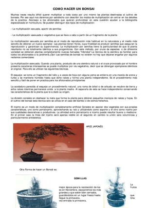 Técnicas para bonsai