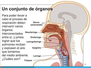 Aparato respiratorio