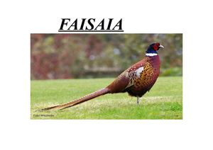 faisaia