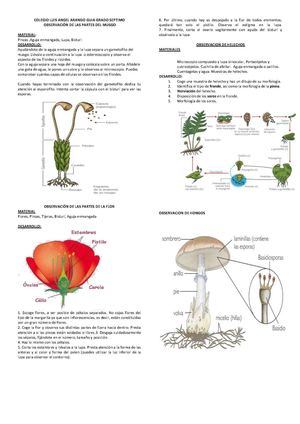 OBSERVACIONES REPRODUCCION EN PLANTAS
