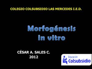 Morfogenesis