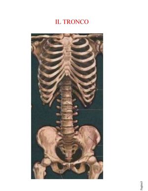 lo scheletro del tronco