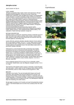 Jatropha Curcas:  Pig Nut, Physic Nut, Fig Nut  