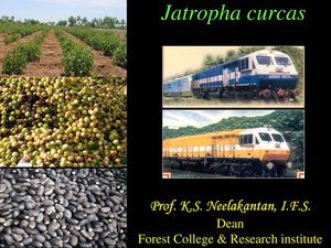 Jatropha Curcas - Forest College & Research institute  