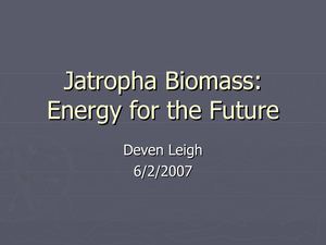 Jatropha Biomass Energy for The Future  