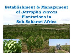 Establishment and Management of Jatropha Curcas Plantations in Sub-Saharan Africa  