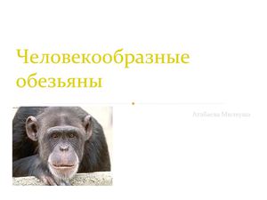 Человекообразные обезьяны