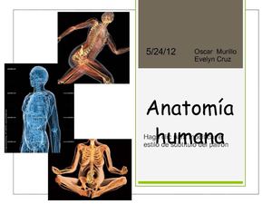 anatomia humana