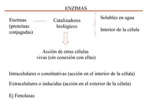 enzimas