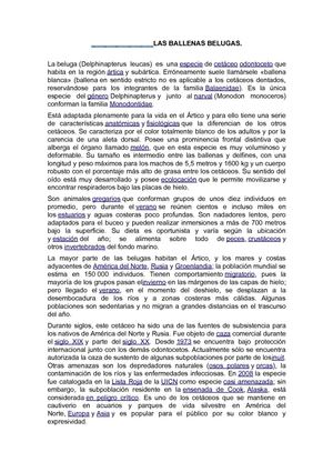 Las Ballenas Belugas